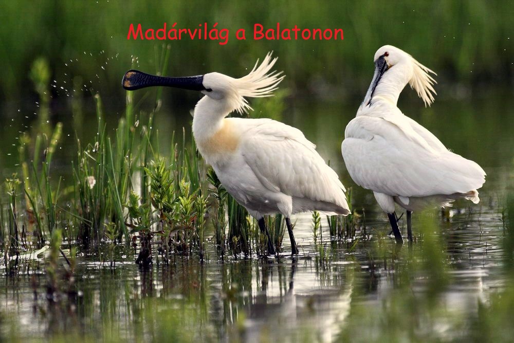 madarak.balaton1